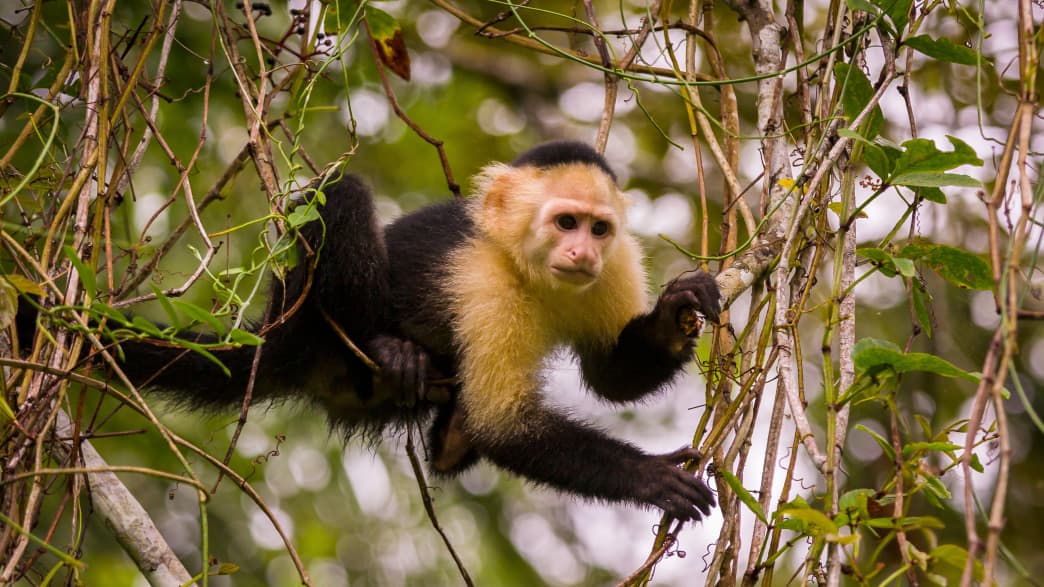 Affe im Soberania Nationalpark