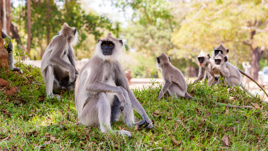 Affen im Yala Nationalpark in Sri Lanka
