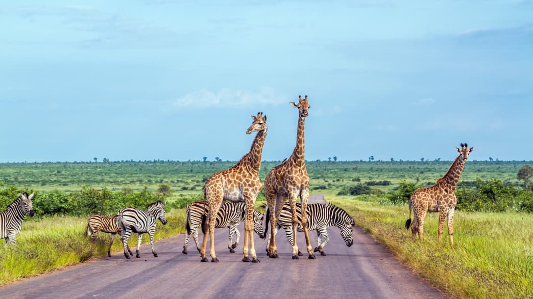 Giraffen und Zebras im Kruger Nationalpark in Südafrika