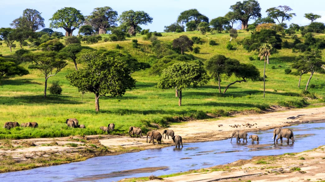 Elefanten in der Serengeti in Tansania