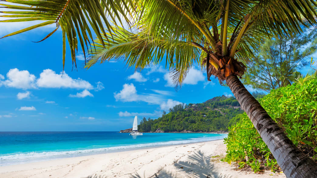 Sandstrand mit blauem Meer und Palme im Resort Paradise Island auf Jamaika
