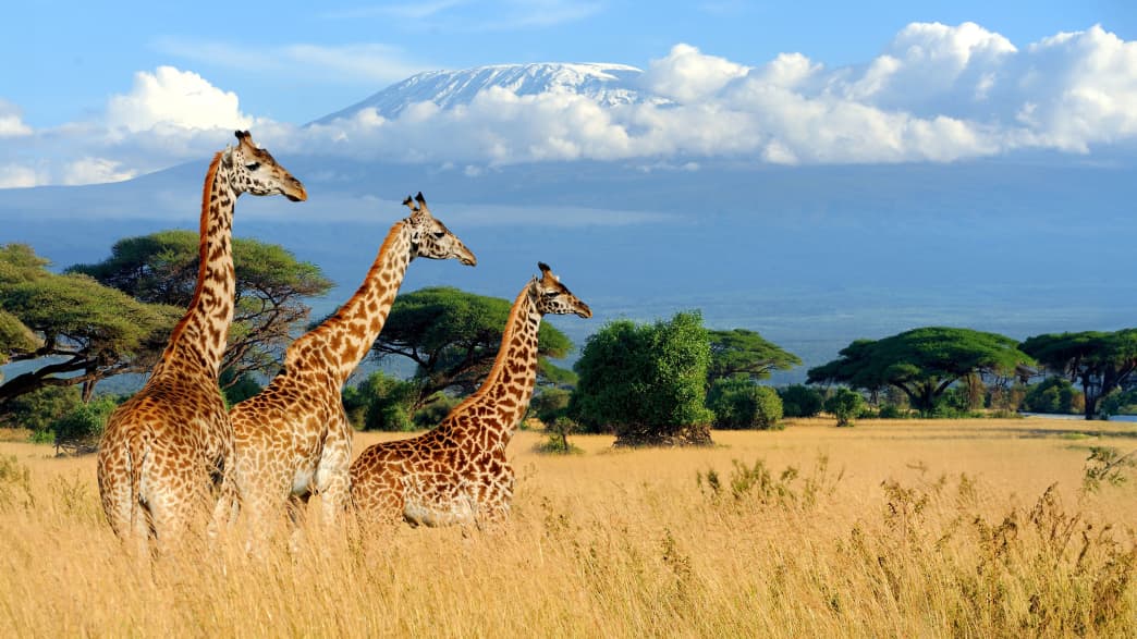 Drei Giraffen im Abroseli-Nationalpark in Kenia, im Hintergrund der Kilimandscharo in Wolken