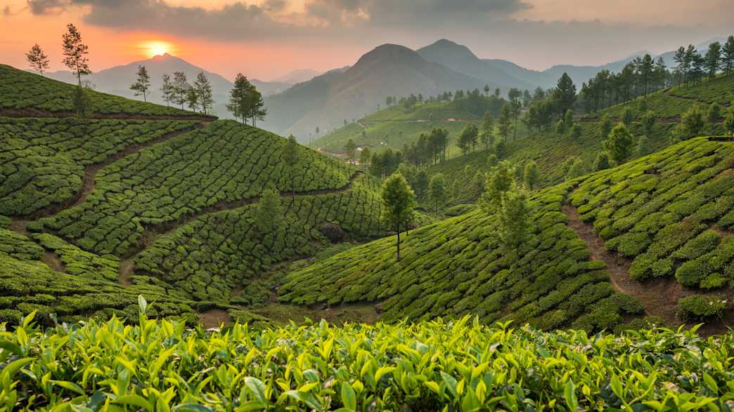 Eine Teeplantage in Munnar in Südindien