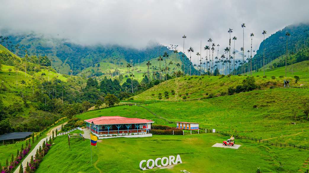 Cocora-Tal mit hoch aufragenden Wachspalmen, dem Nationalbaum Kolumbiens