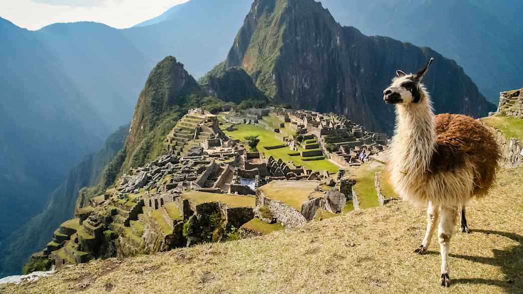 Lama vor Machu Picchu, eine gut erhaltene Ruinenstadt der Inka, in den peruanischen Anden.