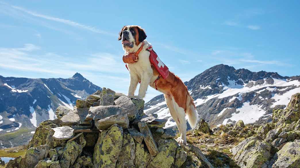 Ein Bernhardiner Rettungshund steht auf einem Felsvorsprung in den Schweizer Alpen