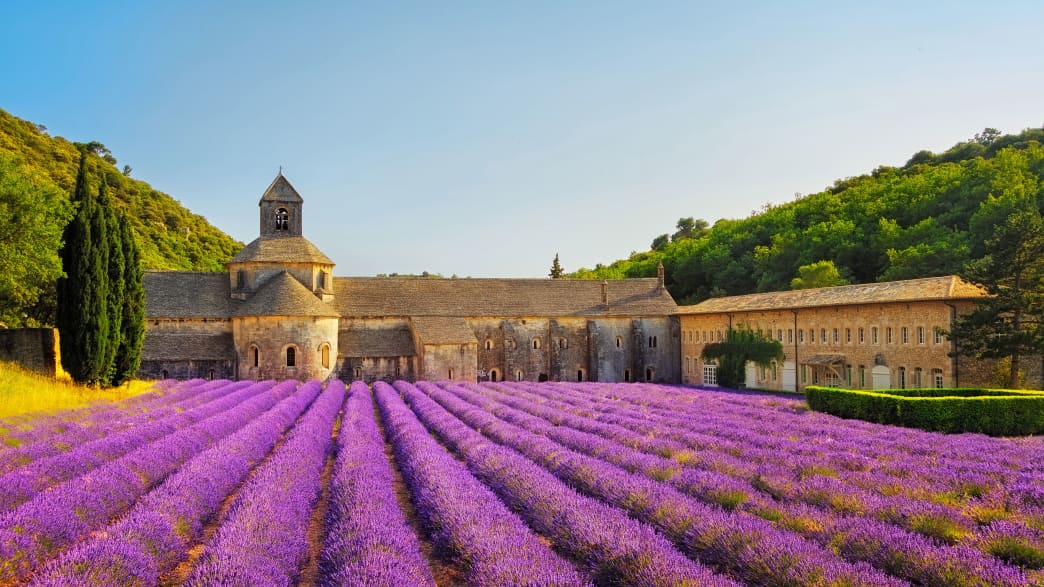 Ein blühendes Lavendelfeld mit Blick auf die Abtei Notre-Dame de Sénanque in der Provence