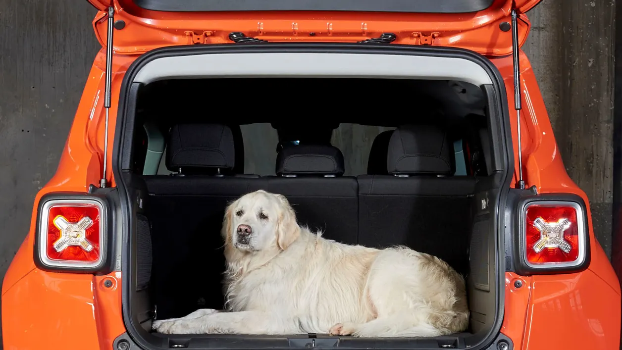 Mit Hund im Auto unterwegs: die beste Sicherung für Ihr Tier