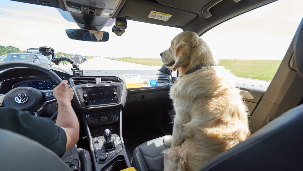 Hund im Auto transportieren & anschnallen: So geht's