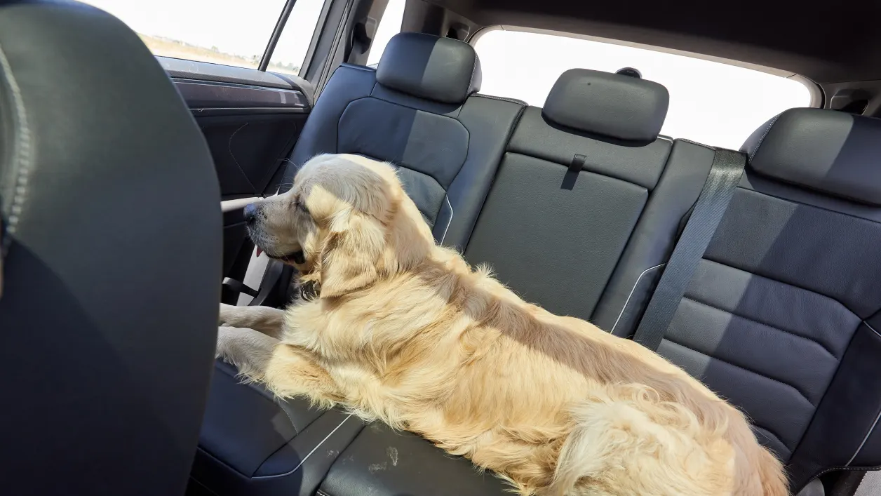 Den Hund im Auto richtig transportieren (und andere Tiere)