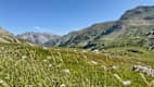 Bergwiese am Col de la Cayolle