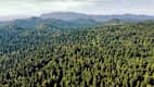 Luftaufnahme von Wald und Bergen bei Postojna in Slowenien.