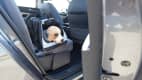 Hundedummy in einer Transportbox auf dem Rücksitz eines Autos