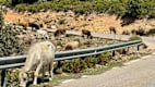 Tipps für Motorradtouren auf Sardinien von Magdalena Kosch