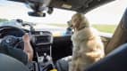 Ein Hund fährt im Auto auf dem Beifahrersitz mit ungesichert