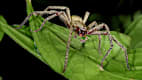 Eine brasilianische Wanderspinne sitzt auf einem Blatt