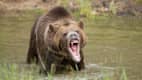 Ein Grizzlybär reißt sein Maul auf