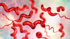 Campylobacterkeime unter dem Mikroskop