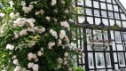 Schloimers weiße Rose in Assinghausen