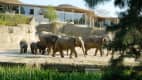 Elefanten in ihrem Gehege im Kölner Zoo im Hintergrund befindet sich ein gläsernes Gebäude.