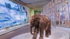 Wollmammottenbaby auf Ausstellung prähistorischer Fauna im Museum