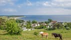 zwei Pferde auf einer Wise auf Rügen an der Ostsee