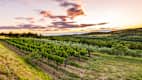 Weinbege in Istrien in Kroatien