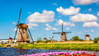 Blühende rote und pinke Tulpen in Holland vor einem Gewässer mit großen Windmühlen dahinter