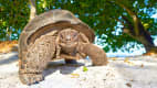 Eine Riesenschildkröte auf den Seychellen am Strand