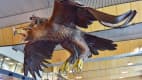 Gandalf auf dem Adler im Airport Wellington