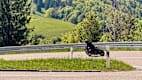 Ein Motorradfahrer auf einer Straße während der Motorrad Tour im Schwarzwald/Todtnau