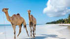 Kamele am Diani Beach in Kenia