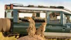 Cheeta im Masai Mara Wildreservat