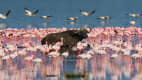 Ein Büffel und Flamingos im Lake Nakuru Nationalpark