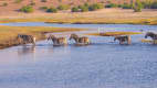 Zebras im Etosha Nationalpark in Namibia