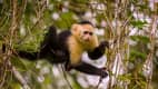 Affe im Soberania Nationalpark