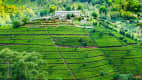 Teeplantage in Nuwara Eliya