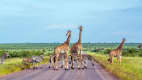 Giraffen und Zebras im Kruger Nationalpark in Südafrika
