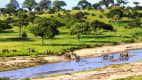 Elefanten in der Serengeti in Tansania