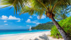 Sandstrand mit blauem Meer und Palme im Resort Paradise Island auf Jamaika