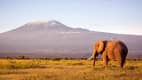 Ein Elefant im Amboseli-Nationalpark in Kenia, im Hintergrund der Kilimandscharo