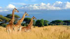 Drei Giraffen im Abroseli-Nationalpark in Kenia, im Hintergrund der Kilimandscharo in Wolken