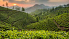 Eine Teeplantage in Munnar in Südindien