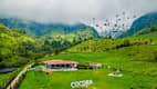 Cocora-Tal mit hoch aufragenden Wachspalmen, dem Nationalbaum Kolumbiens