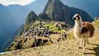 Lama vor Machu Picchu, eine gut erhaltene Ruinenstadt der Inka, in den peruanischen Anden.
