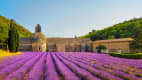 Ein blühendes Lavendelfeld mit Blick auf die Abtei Notre-Dame de Sénanque in der Provence