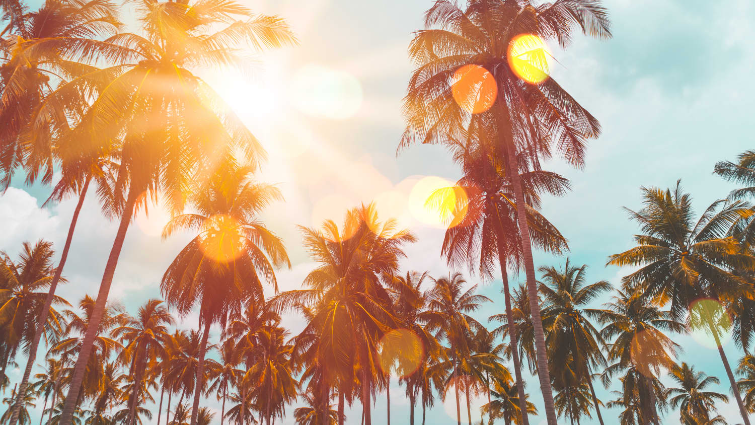 Tropical palm tree with colorful bokeh sun light on sunset sky cloud abstract background.