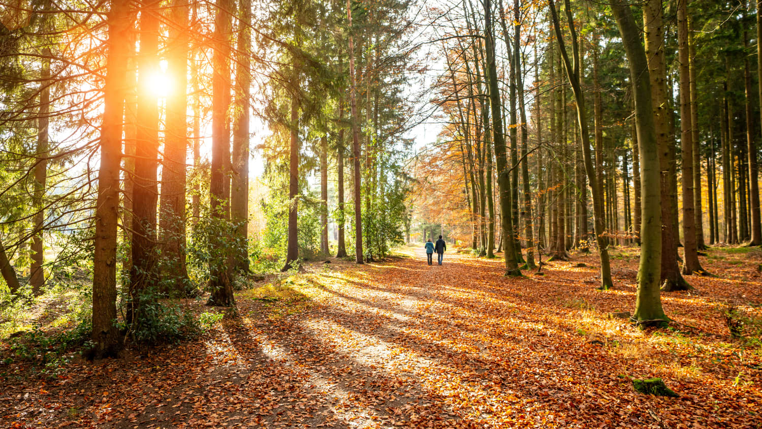 Herbst Spaziergang