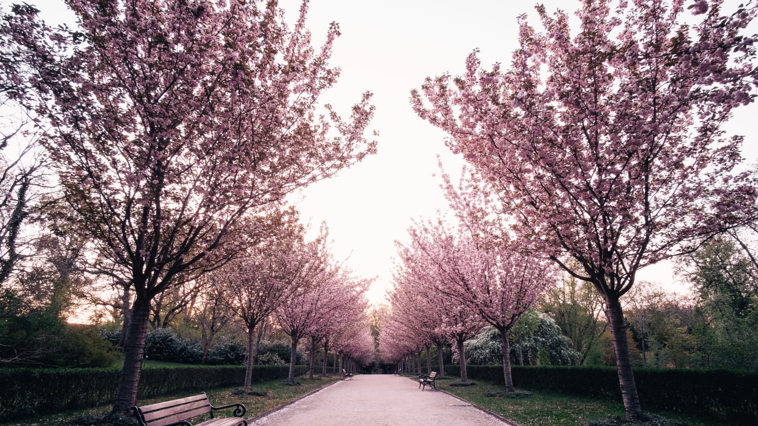 Dortmund Kirschblüten Park