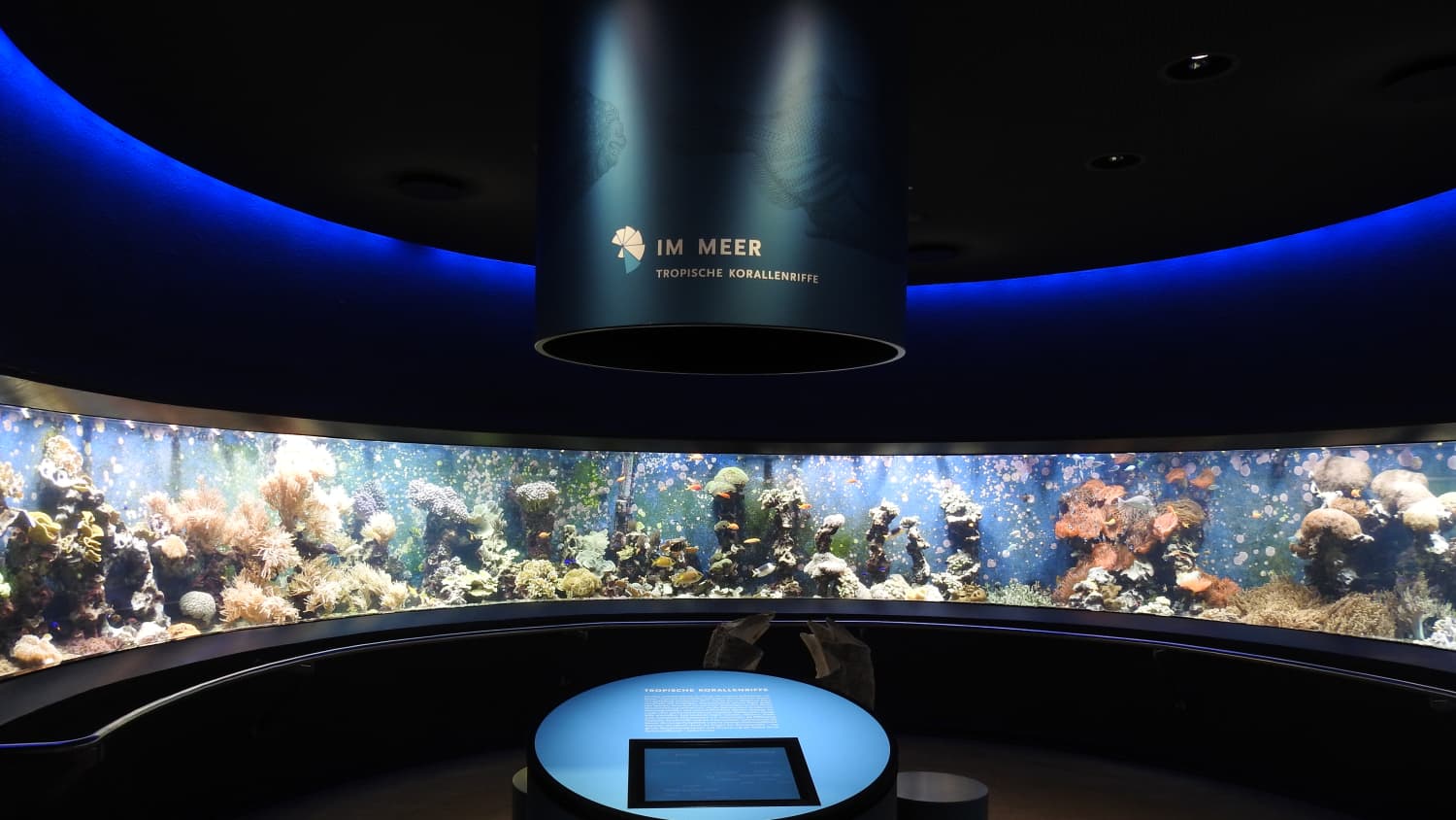 Tauchen Sie im Aquazoo Löbbecke Museum in die spannende Unterwasserwelt ein und bestaunen Sie die 560 Tierarten.
